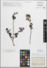 Foto von Salix myrsinifolia Salisb.